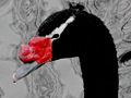 Black-necked Swan